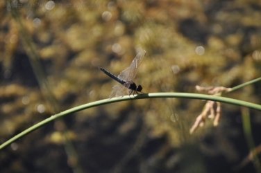 Manbulloo2 024 DSC 0550 Manbulloo2 024 DSC 0550