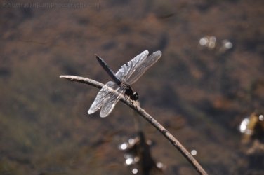 Manbulloo2 026 DSC 0552 Manbulloo2 026 DSC 0552