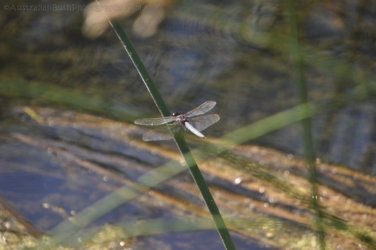 Manbulloo2 028 DSC 0554 Manbulloo2 028 DSC 0554