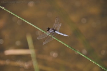 Manbulloo2 033 DSC 0559 Manbulloo2 033 DSC 0559