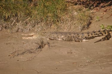 Mangarre Walk Kakadu 011 DSC 0355 1 Mangarre Walk Kakadu 011 DSC 0355 1