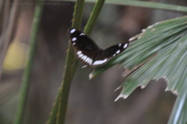 Mangarre Walk Kakadu 023 DSC 0368 Mangarre Walk Kakadu 023 DSC 0368