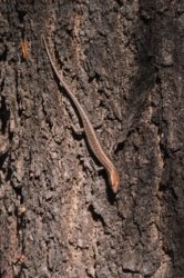 Mardukal Billabong Walk Kakadu 005 DSC 0428 Mardukal Billabong Walk Kakadu 005 DSC 0428