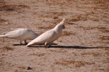Mardukal Kakadu 017 DSC 0588 Mardukal Kakadu 017 DSC 0588