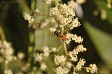 Mardukal Kakadu 031 DSC 0595 Mardukal Kakadu 031 DSC 0595