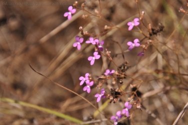 Merl CG and Cahills Crossing Kakadu 006 2021 08 07 13 37 40 DSC 0077 Merl CG and Cahills Crossing Kakadu 006 2021 08 07 13 37 40 DSC 0077