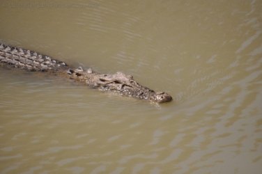 Merl CG and Cahills Crossing Kakadu 019 2021 08 07 13 51 57 DSC 0090 Merl CG and Cahills Crossing Kakadu 019 2021 08 07 13 51 57 DSC 0090