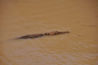 Merl CG and Cahills Crossing Kakadu 028 2021 08 08 13 10 45 DSC 0190 Merl CG and Cahills Crossing Kakadu 028 2021 08 08 13 10 45 DSC 0190