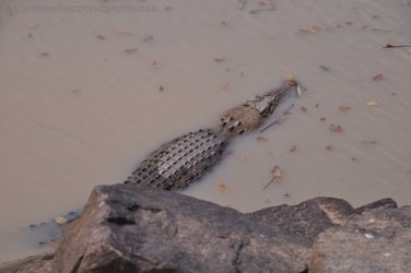 Merl CG and Cahills Crossing Kakadu 060 2021 08 08 13 33 30 DSC 0223 Merl CG and Cahills Crossing Kakadu 060 2021 08 08 13 33 30 DSC 0223