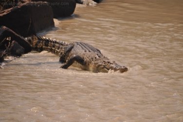 Merl CG and Cahills Crossing Kakadu 064 2021 08 08 13 37 13 DSC 0227 Merl CG and Cahills Crossing Kakadu 064 2021 08 08 13 37 13 DSC 0227