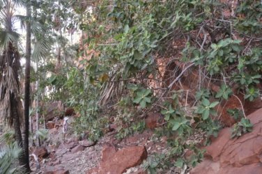 Nawilbinbin Walk 033 DSC 0037 2021 10 06 10h53m42s Nawilbinbin Walk 033 DSC 0037 2021 10 06 10h53m42s