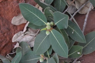 Nawilbinbin Walk 034 DSC 0038 2021 10 06 10h54m02s Nawilbinbin Walk 034 DSC 0038 2021 10 06 10h54m02s