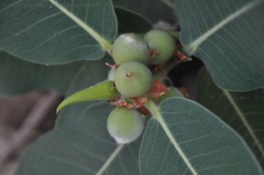 Nawilbinbin Walk 035 DSC 0039 2021 10 06 10h54m04s Nawilbinbin Walk 035 DSC 0039 2021 10 06 10h54m04s