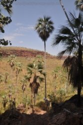 Nawilbinbin Walk 057 DSC 0061 2021 10 06 11h17m22s Nawilbinbin Walk 057 DSC 0061 2021 10 06 11h17m22s