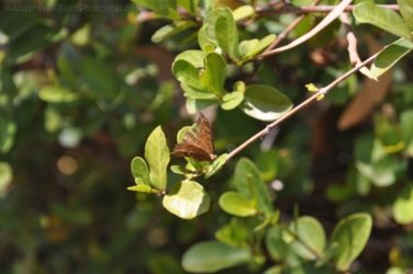 Pine Creek 023 DSC 0777 Pine Creek 023 DSC 0777