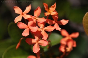 Pine Creek 029 DSC 0783 Pine Creek 029 DSC 0783