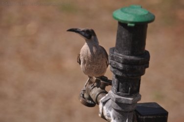 Timber Creek1 017 DSC 0726 Timber Creek1 017 DSC 0726