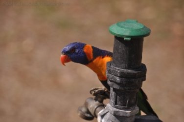 Timber Creek1 021 DSC 0730 Timber Creek1 021 DSC 0730