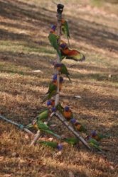 Timber Creek1 022 DSC 0731 Timber Creek1 022 DSC 0731