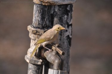Timber Creek1 038 DSC 0747 Timber Creek1 038 DSC 0747