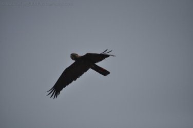 Timber Creek1 067 DSC 0776 Timber Creek1 067 DSC 0776