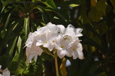 Timber Creek1 093 DSC 0805 Timber Creek1 093 DSC 0805