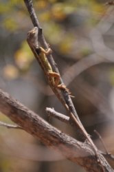 Timber Creek1 109 DSC 0822 Timber Creek1 109 DSC 0822