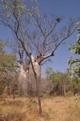 Timber Creek1 117 DSC 0830 Timber Creek1 117 DSC 0830