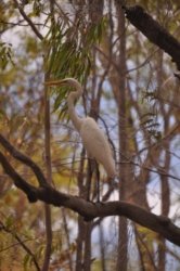 Umbrawarra Gorge 003 DSC 0645 Umbrawarra Gorge 003 DSC 0645