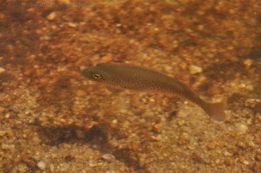 Umbrawarra Gorge 043 DSC 0685 Umbrawarra Gorge 043 DSC 0685