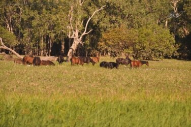 Yellow Water Cruise Kakadu 005 DSC 0436 Yellow Water Cruise Kakadu 005 DSC 0436
