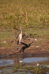 Yellow Water Cruise Kakadu 008 DSC 0439 Yellow Water Cruise Kakadu 008 DSC 0439