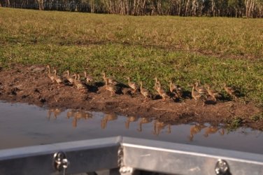 Yellow Water Cruise Kakadu 011 DSC 0442 Yellow Water Cruise Kakadu 011 DSC 0442