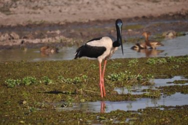 Yellow Water Cruise Kakadu 017 DSC 0448 Yellow Water Cruise Kakadu 017 DSC 0448