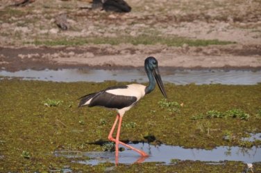 Yellow Water Cruise Kakadu 020 DSC 0451 Yellow Water Cruise Kakadu 020 DSC 0451