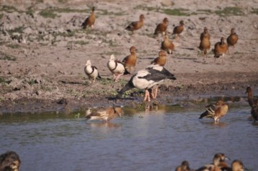 Yellow Water Cruise Kakadu 023 DSC 0454 Yellow Water Cruise Kakadu 023 DSC 0454
