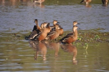 Yellow Water Cruise Kakadu 024 DSC 0455 Yellow Water Cruise Kakadu 024 DSC 0455