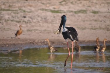 Yellow Water Cruise Kakadu 026 DSC 0457 Yellow Water Cruise Kakadu 026 DSC 0457