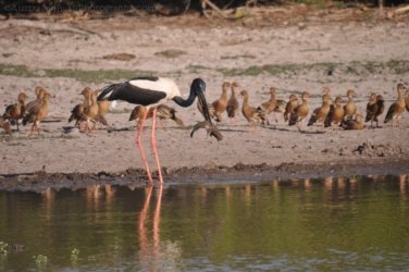Yellow Water Cruise Kakadu 033 DSC 0464 Yellow Water Cruise Kakadu 033 DSC 0464