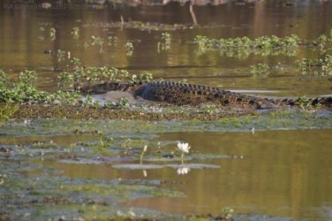 Yellow Water Cruise Kakadu 034 DSC 0465 Yellow Water Cruise Kakadu 034 DSC 0465