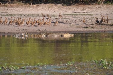 Yellow Water Cruise Kakadu 037 DSC 0468 Yellow Water Cruise Kakadu 037 DSC 0468