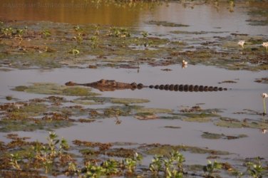 Yellow Water Cruise Kakadu 038 DSC 0469 Yellow Water Cruise Kakadu 038 DSC 0469