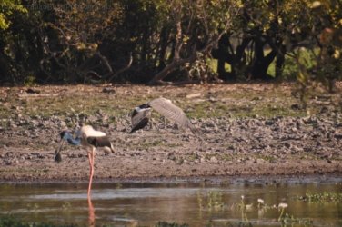 Yellow Water Cruise Kakadu 039 DSC 0470 Yellow Water Cruise Kakadu 039 DSC 0470