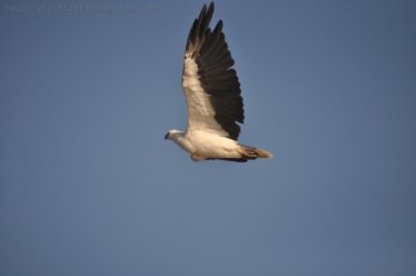 Yellow Water Cruise Kakadu 041 DSC 0472 Yellow Water Cruise Kakadu 041 DSC 0472