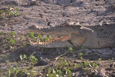 Yellow Water Cruise Kakadu 052 DSC 0483 Yellow Water Cruise Kakadu 052 DSC 0483