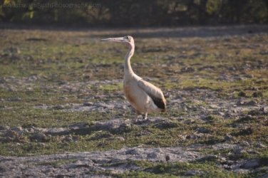 Yellow Water Cruise Kakadu 053 DSC 0484 Yellow Water Cruise Kakadu 053 DSC 0484