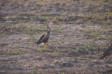 Yellow Water Cruise Kakadu 054 DSC 0485 Yellow Water Cruise Kakadu 054 DSC 0485
