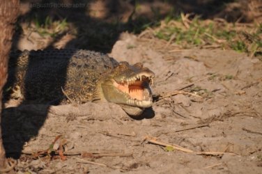 Yellow Water Cruise Kakadu 059 DSC 0490 Yellow Water Cruise Kakadu 059 DSC 0490