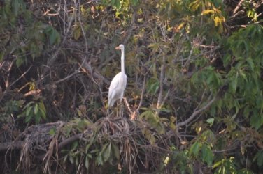 Yellow Water Cruise Kakadu 062 DSC 0493 Yellow Water Cruise Kakadu 062 DSC 0493