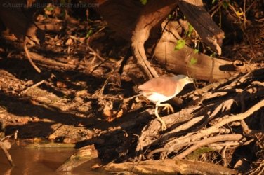 Yellow Water Cruise Kakadu 064 DSC 0495 Yellow Water Cruise Kakadu 064 DSC 0495
